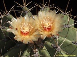 Ferocactus pottsii 339 